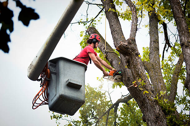 Best Tree Risk Assessment  in Wolfhurst, OH